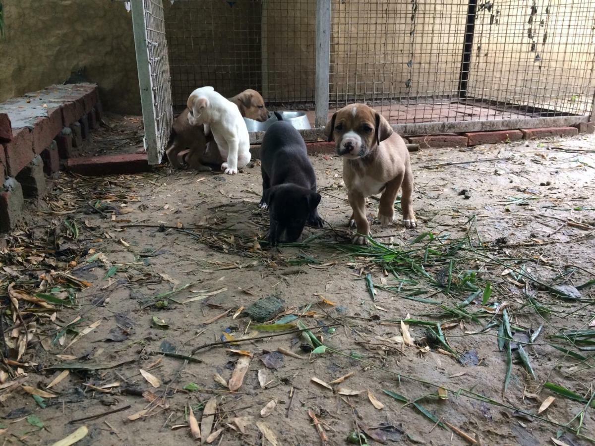 فيلا Prakriti Farms Rupnagar  المظهر الخارجي الصورة